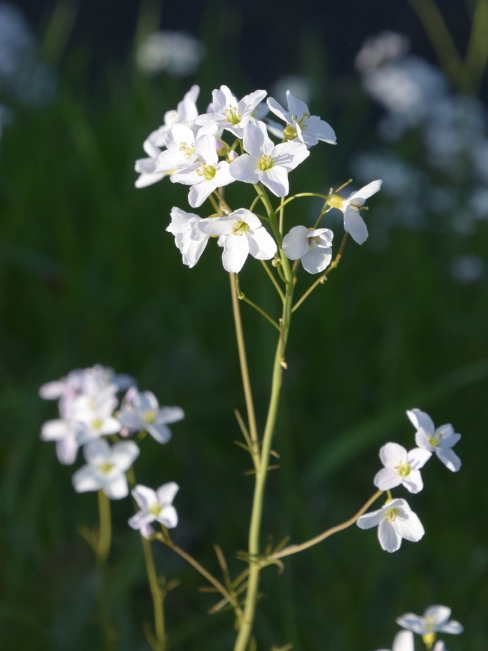 Сердечник луговой белоцветка