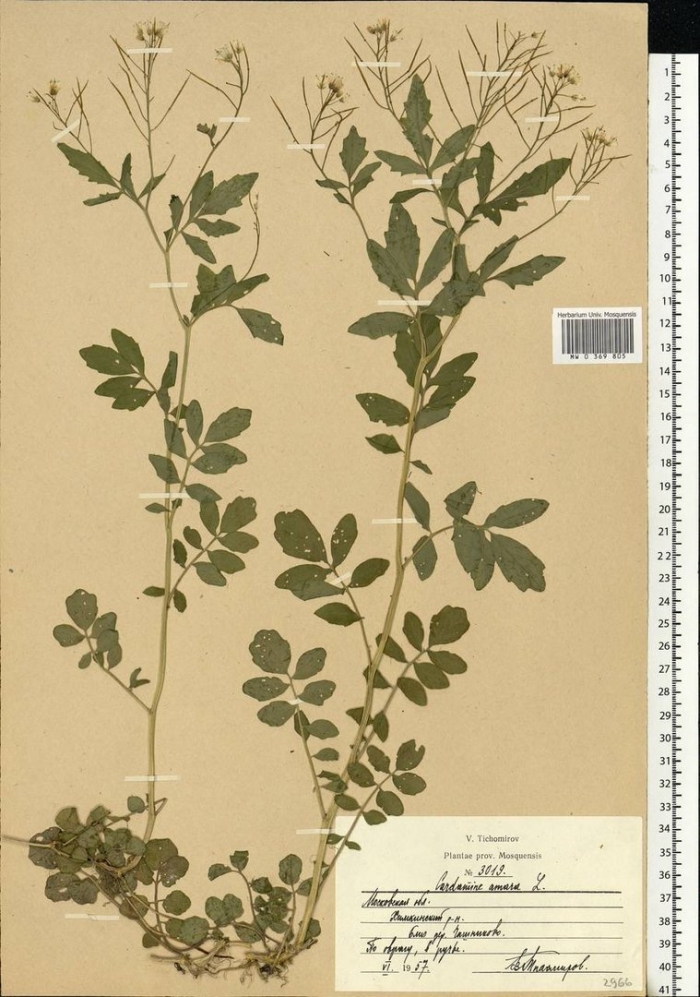 Люцерна серповидная гербарий