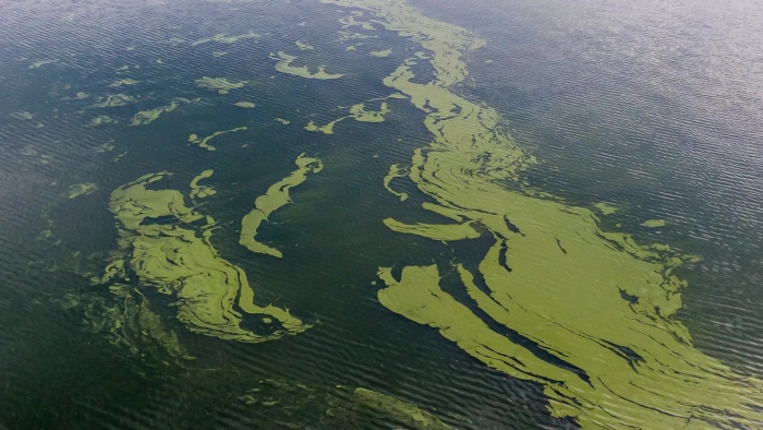 Сине-зеленые водоросли в финском заливе спб