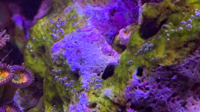 Морские аквариумы