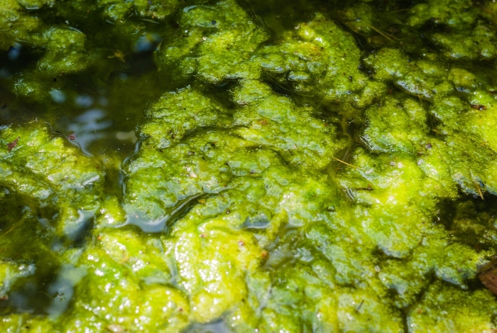 Синезеленые цианобактерии