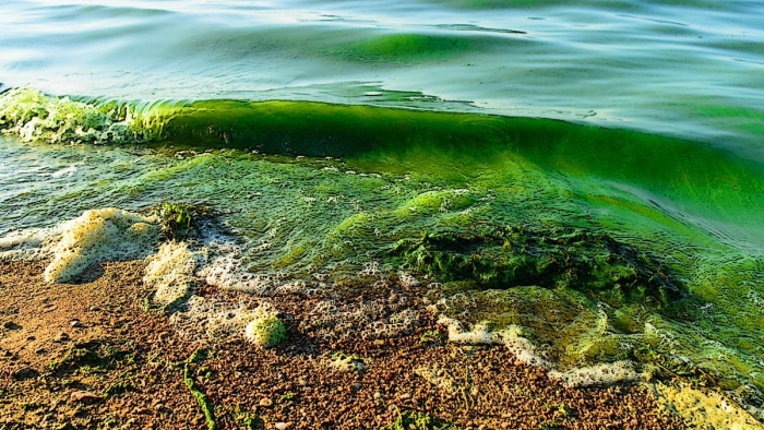 Эвтрофикация каспийского моря