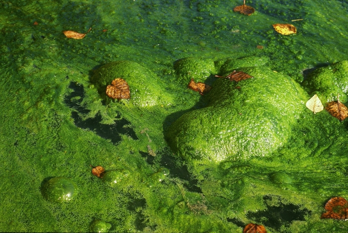 Сине зеленая водоросль