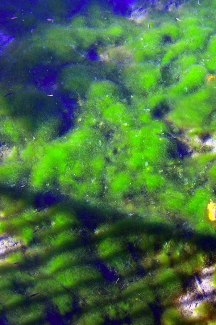 Зеленая водоросль