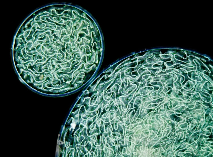 Цианобактерии nostoc