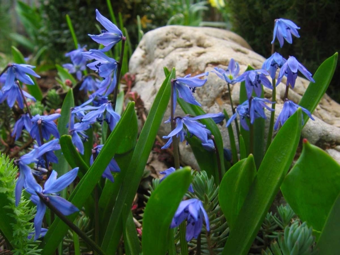 Луковичные первоцветы пролеска