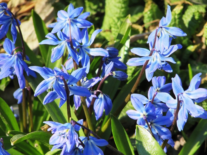 Пролеска пролесковидная