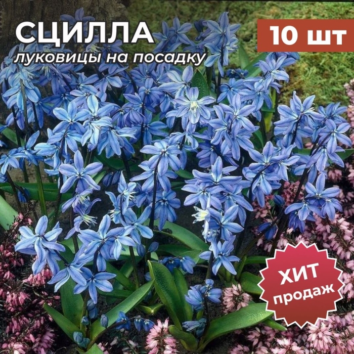 Пролеска сибирская описание