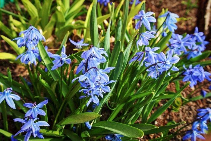 Первоцветы пролеска сибирская