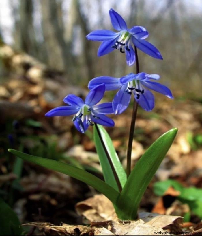 Первоцветы пролеска сибирская