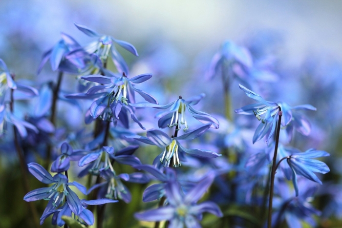 Scilla siberica