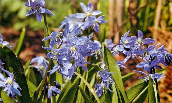 Пролеска сцилла