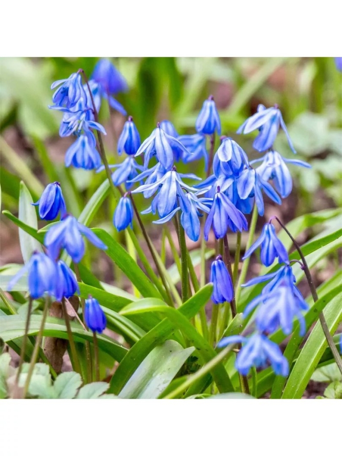 Пролеска колокольчатая блу