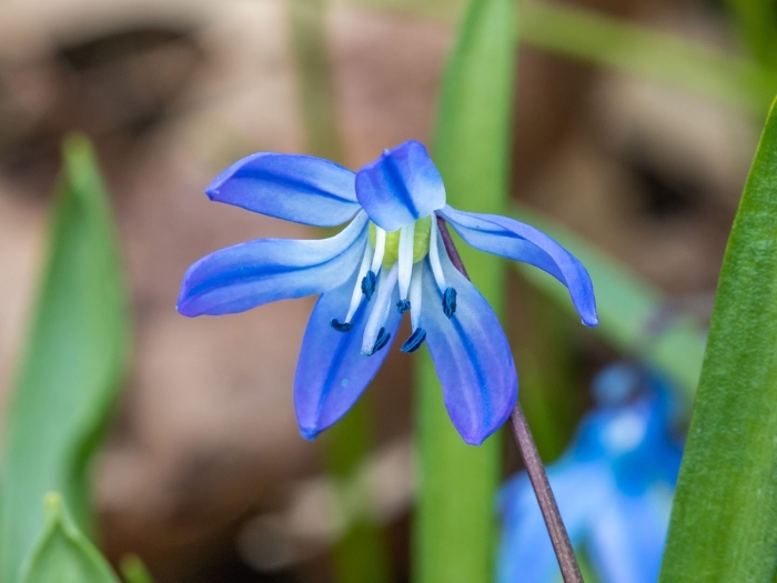 Пролеска сибирская сцилла