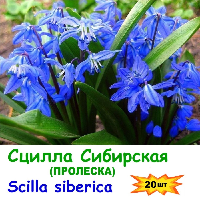 Сцилла сибирская альба 10 шт.