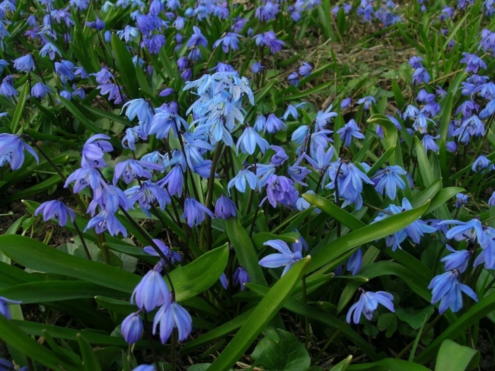 Первоцветы пролеска сибирская