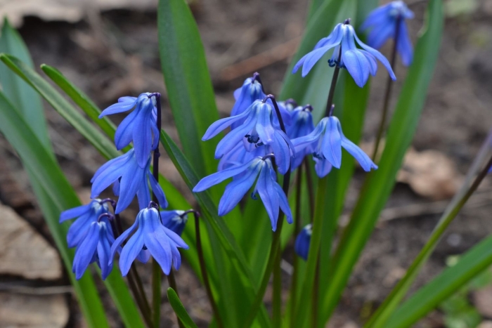 Пролеска сибирская сцилла
