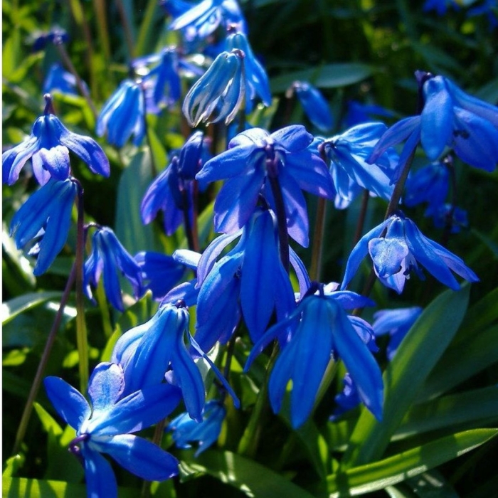 Цветок пролеска