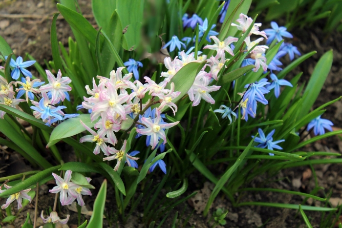 Хионодокса люцилии