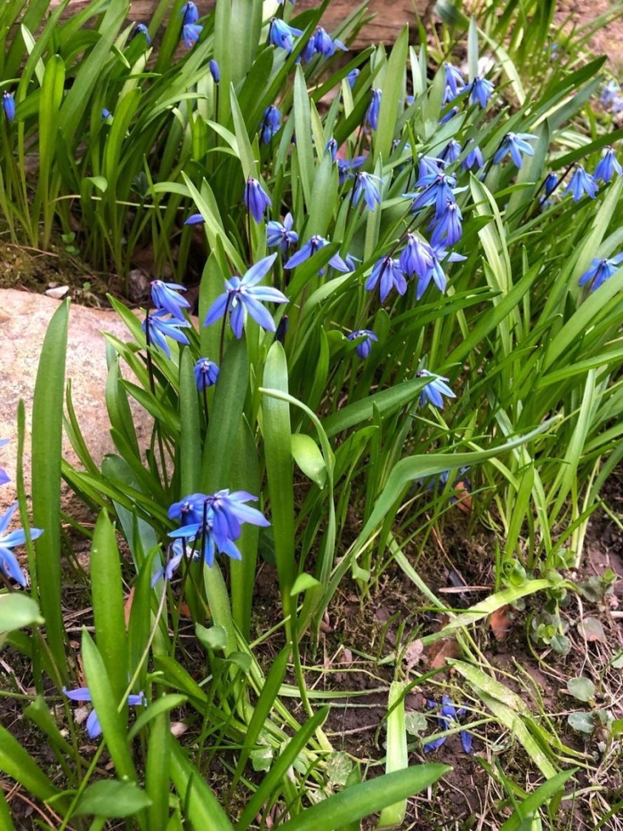 Пролеска сибирская сцилла