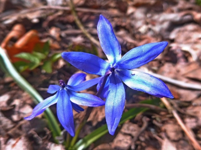 Пролеска сибирская сцилла