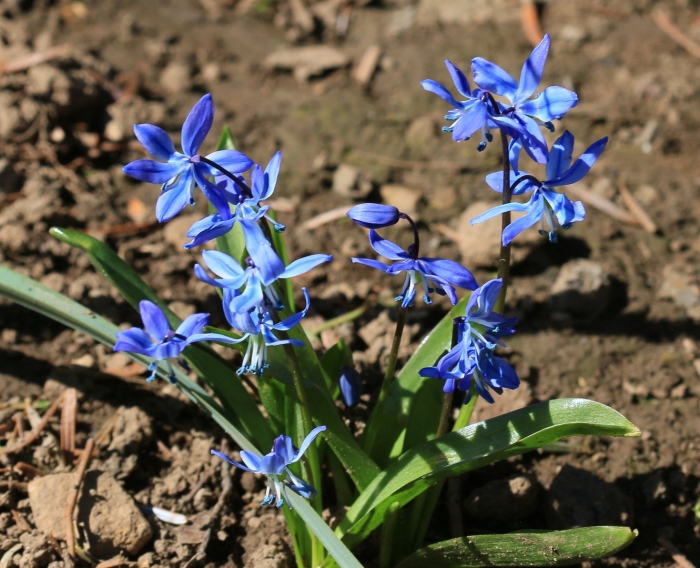 Пролеска сцилла