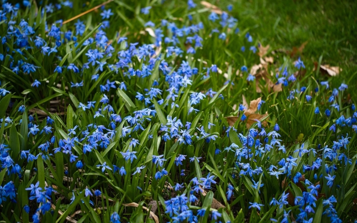 Пролеска сцилла голубой подснежник