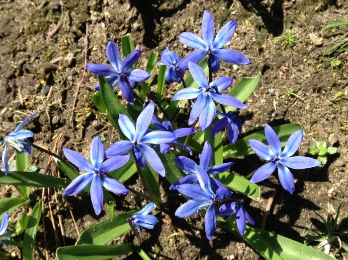 Пролеска сибирская сцилла