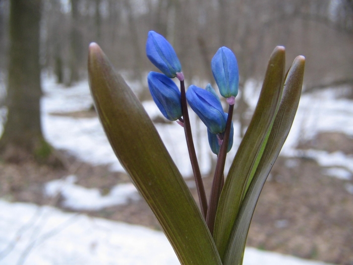 Цветок пролеска сибирская