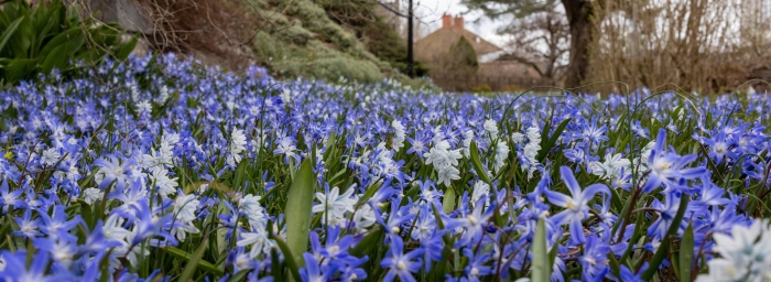 Пролеска сцилла