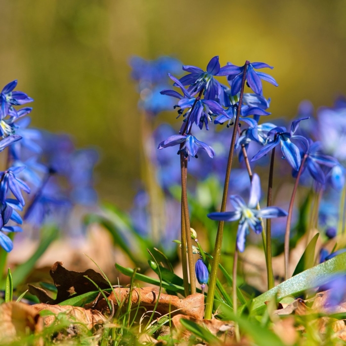 Первоцветы пролеска