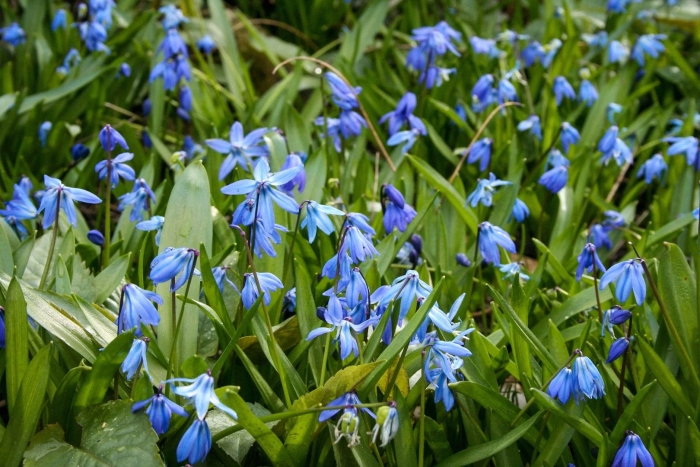 Голубой подснежник пролеска