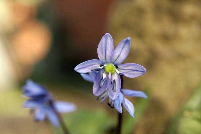 Пролеска мищенко