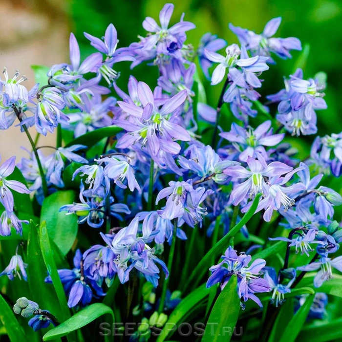 Сцилла bifolia rosea