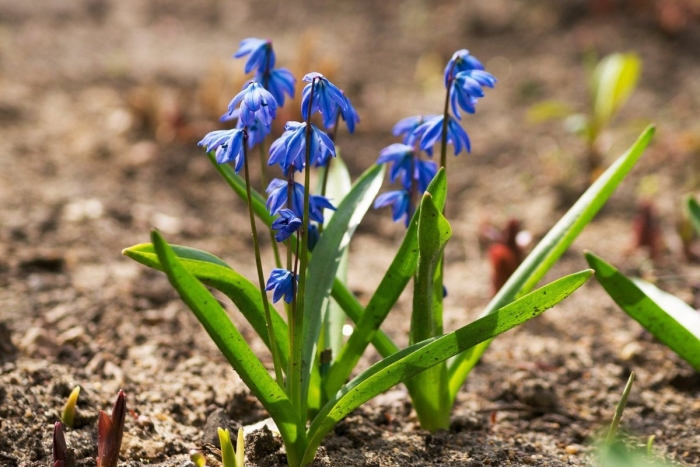 Первоцвет сцилла сибирская