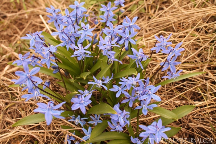Пролеска сибирская сцилла