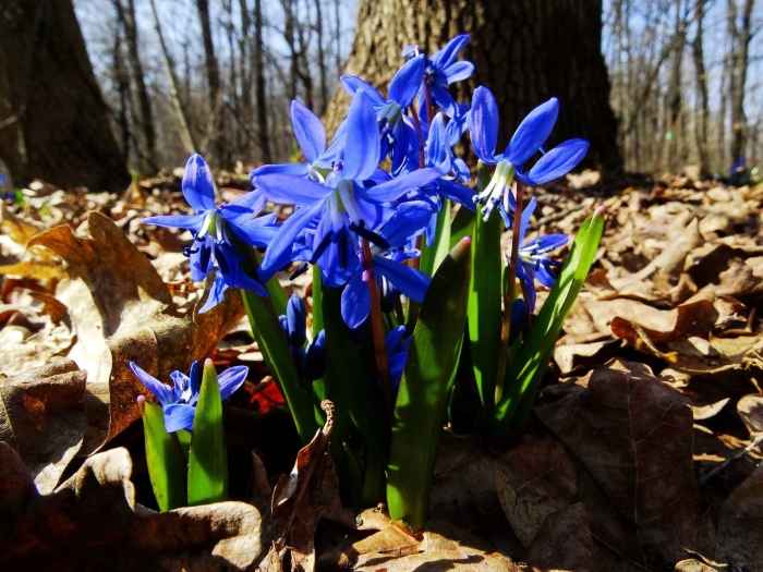 Пролеска сибирская растение