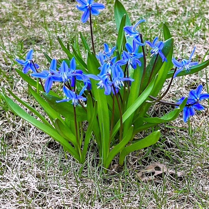 Пролеска сибирская сцилла