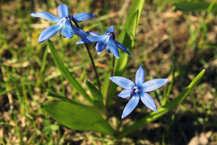 Пролеска сибирская сцилла