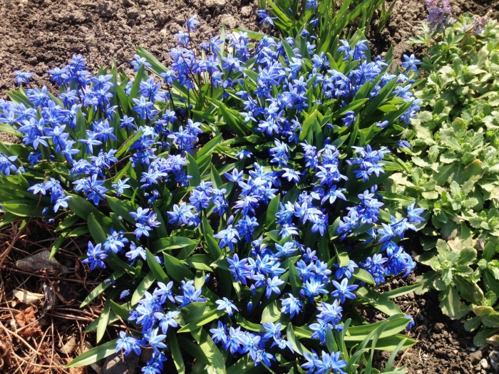 Пролеска сцилла голубой подснежник