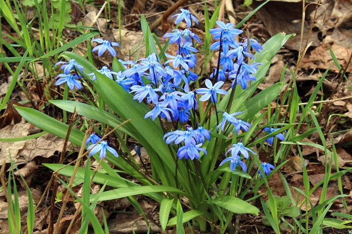 Пролеска колокольчатая