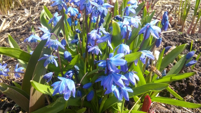 Пролеска сцилла