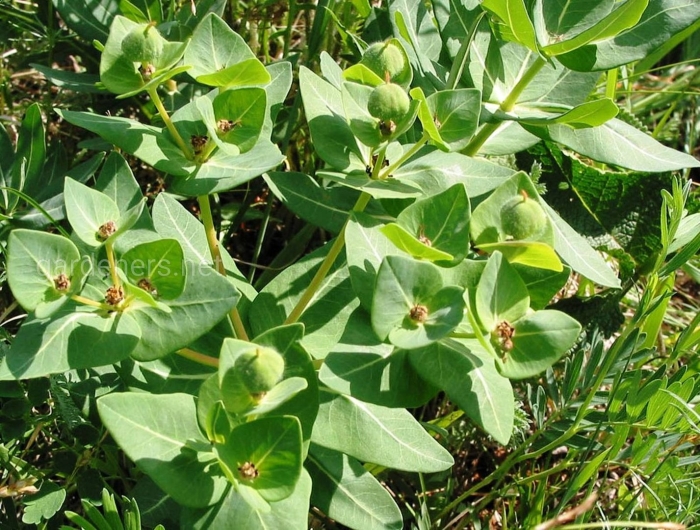 Euphorbia lathyris