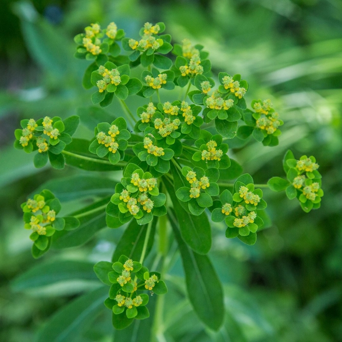 Молочай жигулёвский euphorbia zhiguliensis