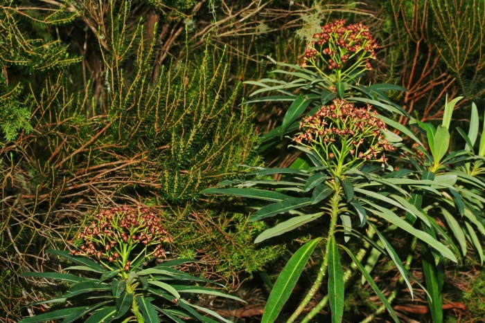 Euphorbia mellifera