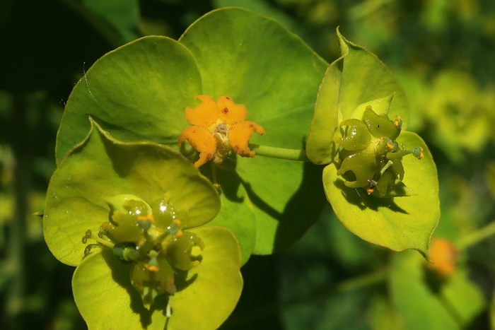 Amandelwolfsmelk euphorbia молочай