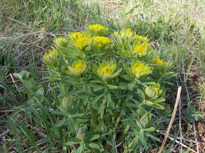 Euphorbia epithymoides