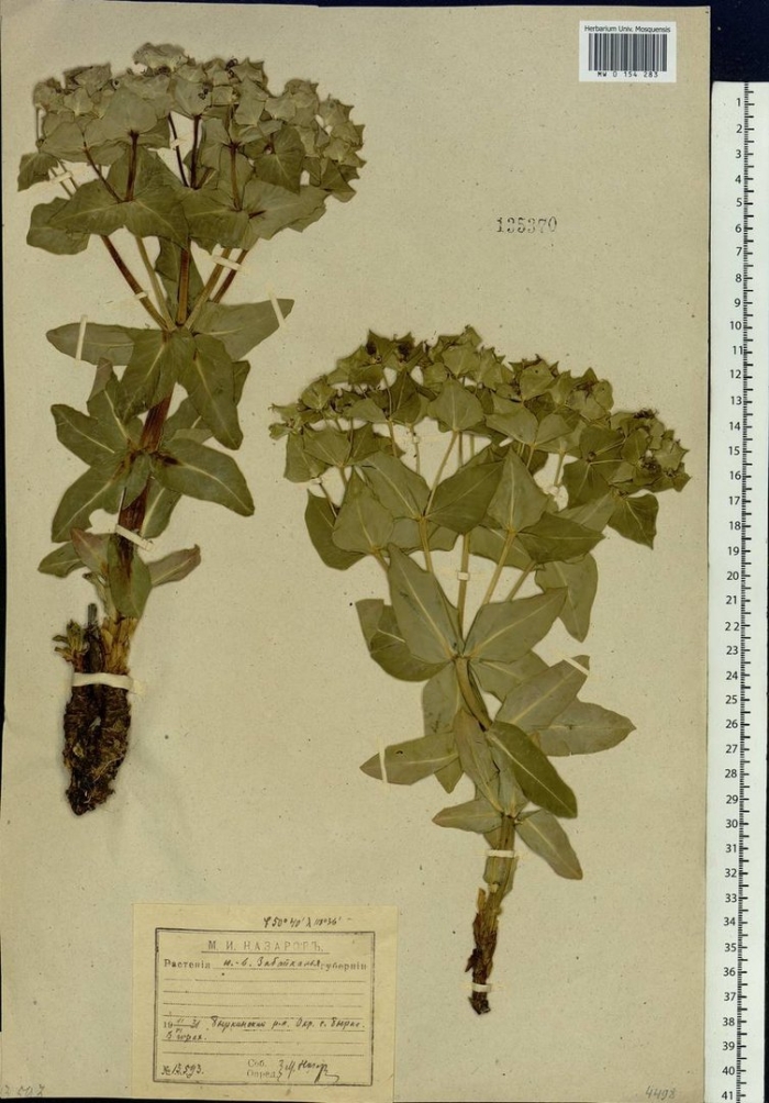 Молочай палласа или фишера