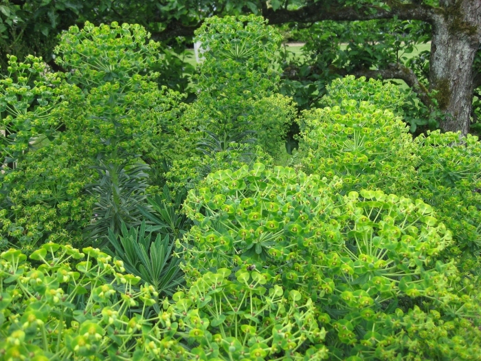 Молочай кипарисовый euphorbia cyparissias