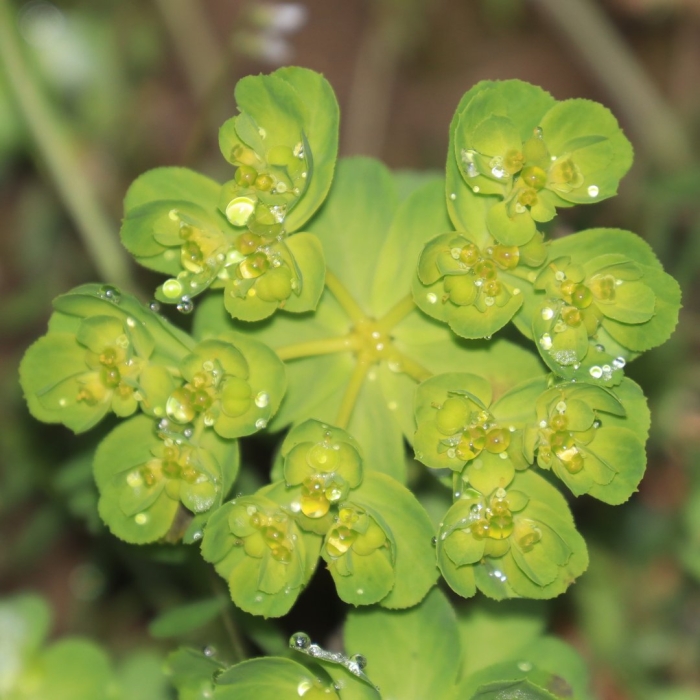 Молочай широколистный